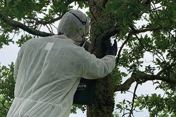 eikenprocessierups_stappenplan1